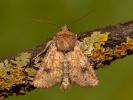  - Atypha pulmonaris