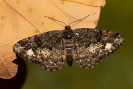 Brindled White-spot - Parectropis similaria