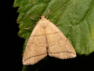 Bogenlinien-Spannereule - Herminia grisealis