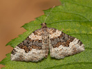 Breitgebänderter Labkraut-Blattspanner - Epirrhoe galiata