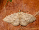 Piadica mokraďová - Idaea biselata