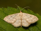 Žlutokřídlec čtverotečný - Idaea biselata