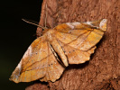 Lilac Beauty - Apeira syringaria