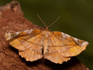 Lilac Beauty - Apeira syringaria