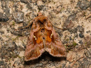 Plain Golden Y - Autographa jota