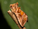 Plain Golden Y - Autographa jota