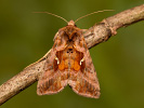 Plain Golden Y - Autographa jota