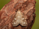 Olive Pearl - Udea olivalis