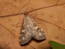 Olive Pearl - Udea olivalis