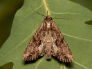  - Apamea monoglypha