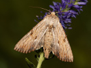 Weißlichgelbe Grasbüscheleule - Apamea lithoxylea