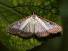  - Cydalima perspectalis