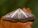  - Cydalima perspectalis