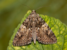 Light Crimson Underwing - Catocala promissa