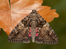 Light Crimson Underwing - Catocala promissa