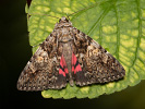 Light Crimson Underwing - Catocala promissa