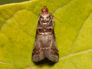 Zavíječ - Acrobasis advenella