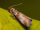 Zavíječ - Acrobasis advenella