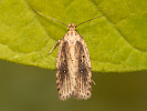 Estuarine Flat-body - Agonopterix putridella