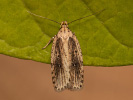 Estuarine Flat-body - Agonopterix putridella