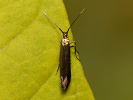  - Coleophora alcyonipennella