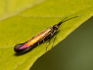  - Coleophora alcyonipennella