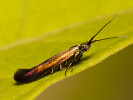  - Coleophora alcyonipennella