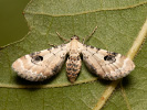 Mondfleckiger Blütenspanner - Eupithecia centaureata