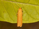  - Eilema palliatella