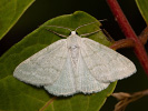 Blaßgrüner Ginsterheidenspanner - Pseudoterpna pruinata