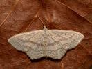 Ziest-Kleinspanner - Scopula nigropunctata