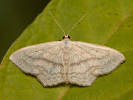 Ziest-Kleinspanner - Scopula nigropunctata