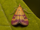  - Pyrausta sanguinalis