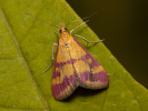  - Pyrausta sanguinalis