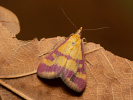  - Pyrausta sanguinalis