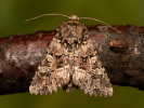 Tawny Shears - Hadena perplexa