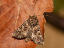 Tawny Shears - Hadena perplexa