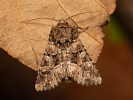 Tawny Shears - Hadena perplexa