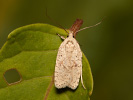 Dusted Flat-body - Agonopterix assimilella