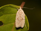 Dusted Flat-body - Agonopterix assimilella