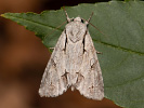  - Acronicta psi