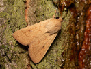 Delicate - Mythimna vitellina