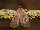 Square-spot Dart - Euxoa obelisca