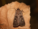 Square-spot Dart - Euxoa obelisca