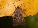 Square-spot Dart - Euxoa obelisca