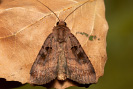 Square-spotted Clay - Xestia stigmatica