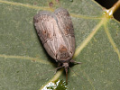 Eastern Nycteoline - Nycteola asiatica