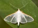 Olive-tree Pearl - Palpita vitrealis