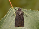 Garden Dart - Euxoa nigricans