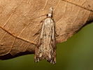 Chequered Grass-veneer - Catoptria falsella